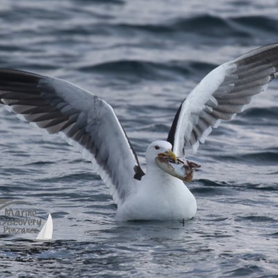 gull with cuttlefish
