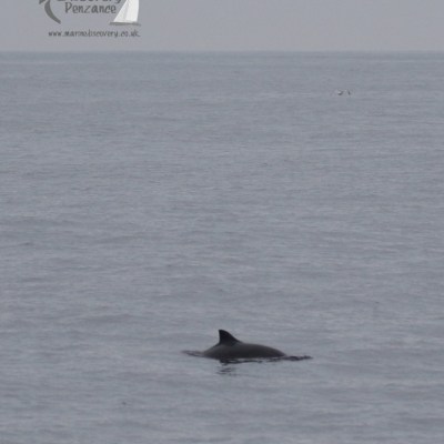 harbour porpoise