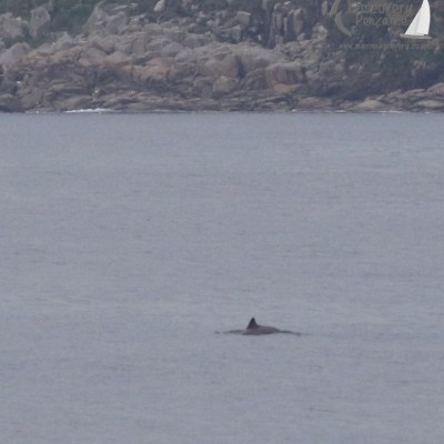 harbour porpoise