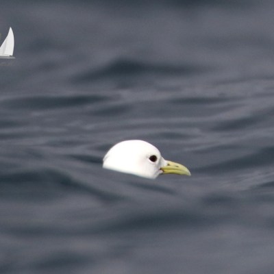 kittiwake head