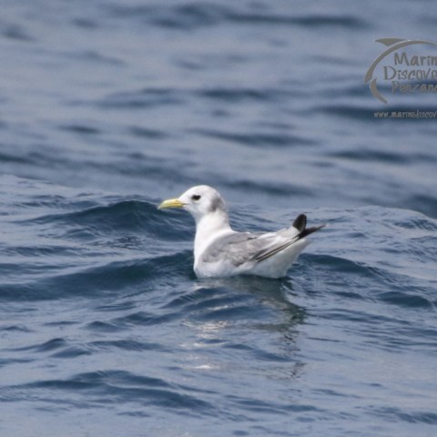 kittiwake
