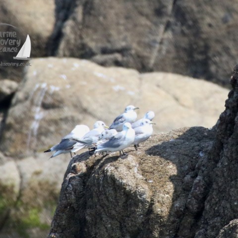 kittiwakes