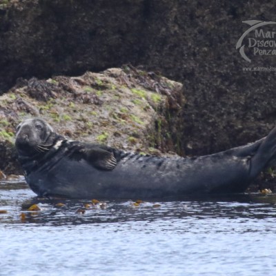 a seal swimming in a body of water