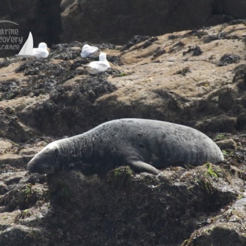 male grey seal