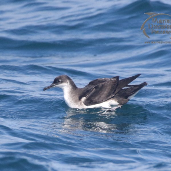 manx shearwater