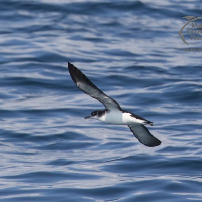 a bird flying over a body of water