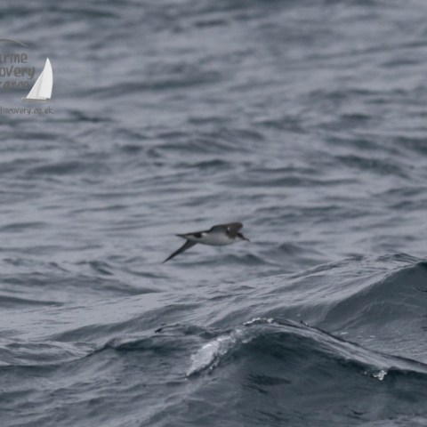 manx shearwater