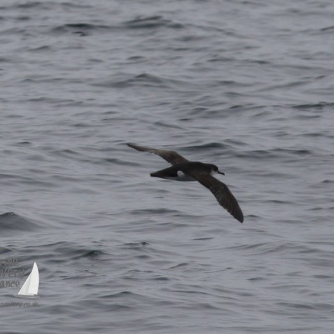 manx shearwater