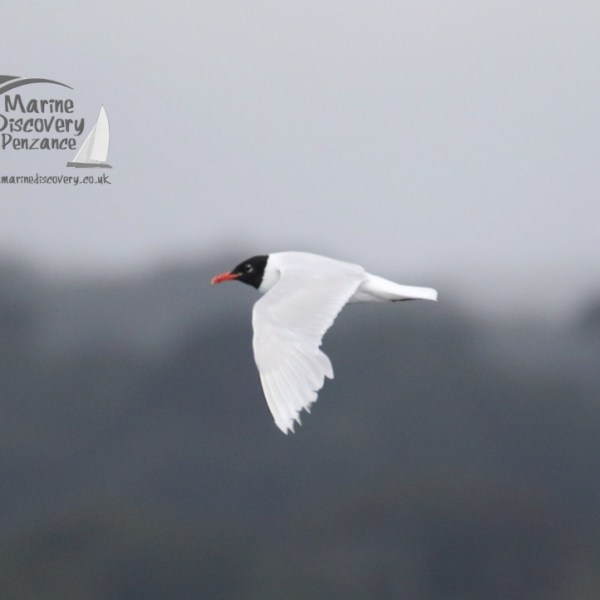 mediterranean gull
