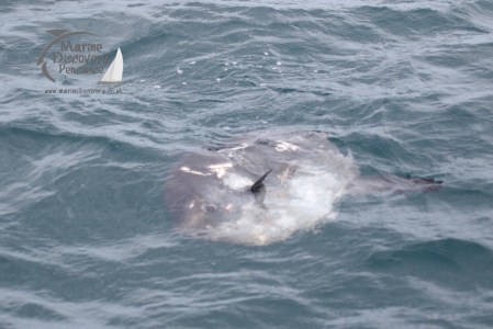 ocean sunfish