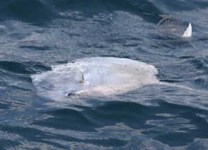 ocean sunfish