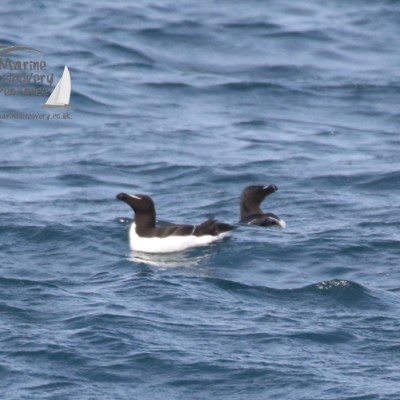 razorbills