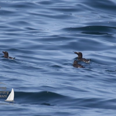 a flock of seagulls are swimming in a body of water