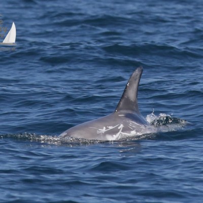 Risso's dolphin