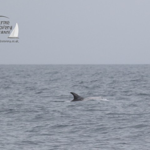 risso's dolphin