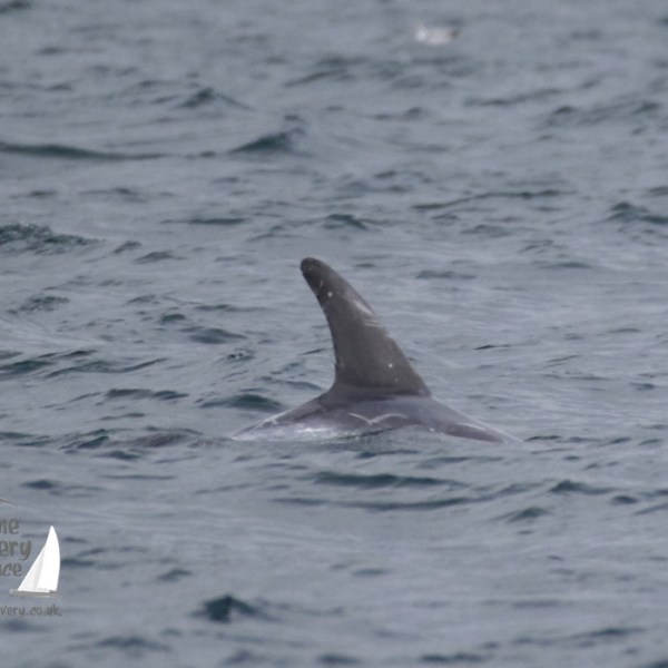 risso's dolphin