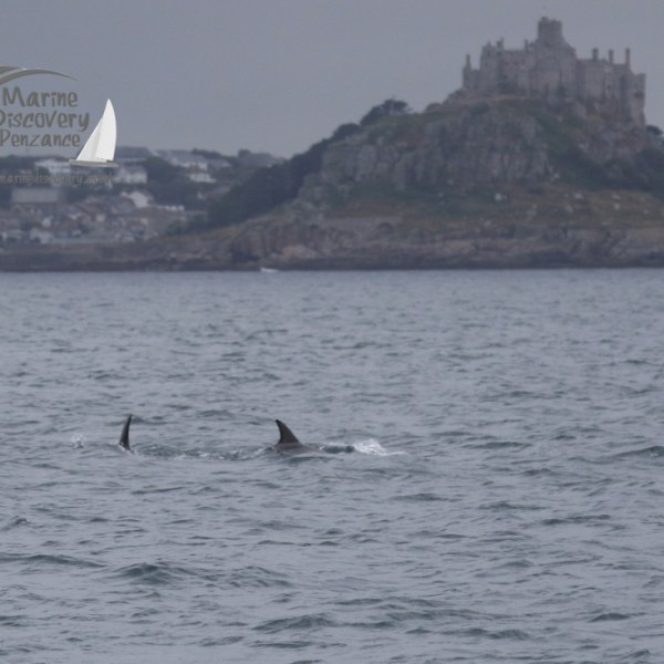risso's dolphin and mount