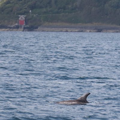 risso's dolphin by coast