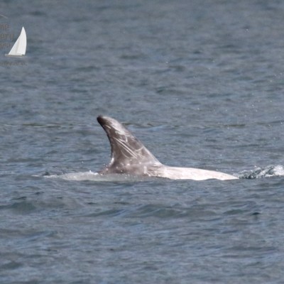 a dog swimming in a body of water