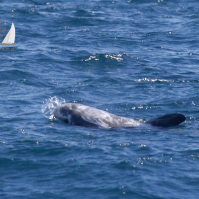 Risso's dolphin