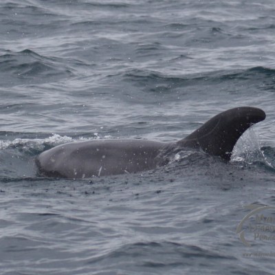 risso's dolphin