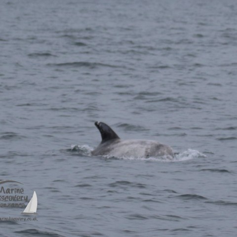 risso's dolphin