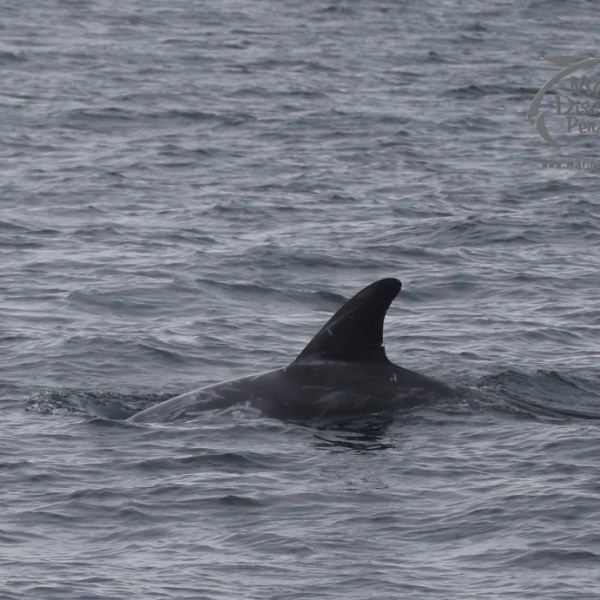 risso's dolphin