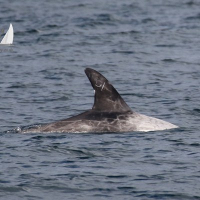 a bird swimming in water next to a body of water