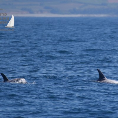 Risso's dolphins
