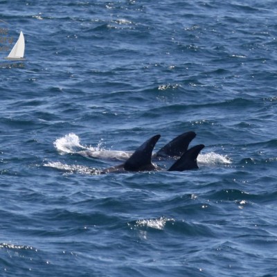 Risso's dolphins