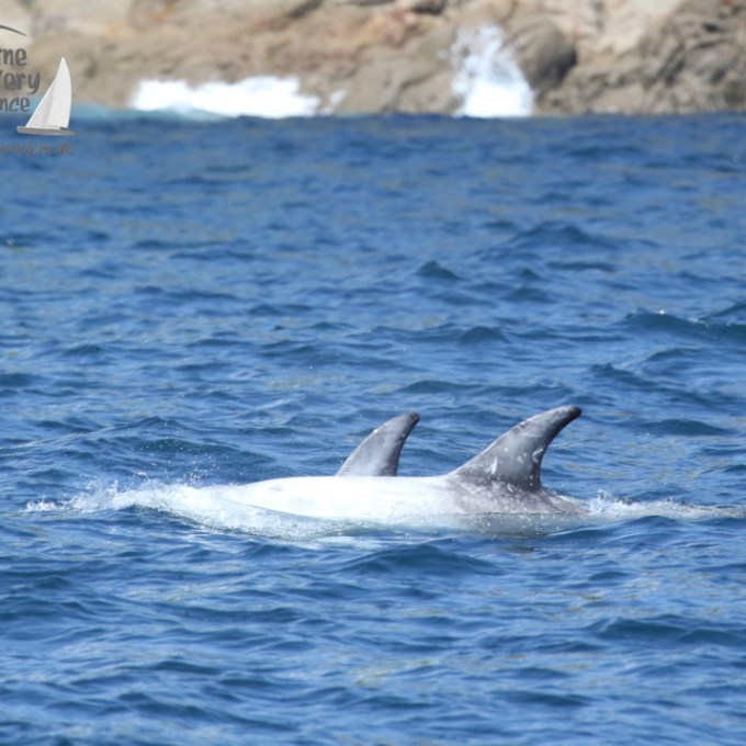 Risso's dolphins