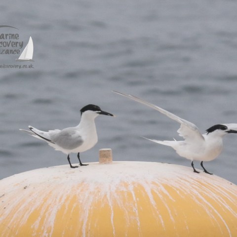 sandwich terns