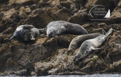 group of grey seals