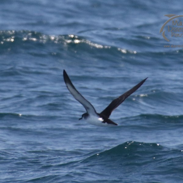Manx shearwater