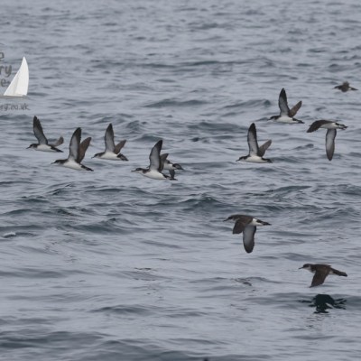 flock of manx shearwaters