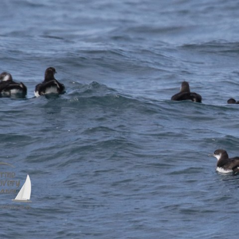 shearwaters