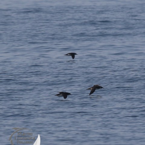 manx shearwaters
