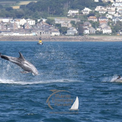 Risso's dolphins chasing commons