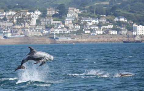 Risso's dolphin chasing common dolphins