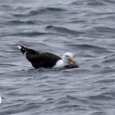 Black back gull eating a cuttlefis