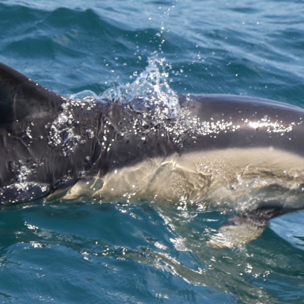a dolphin jumping out of the water