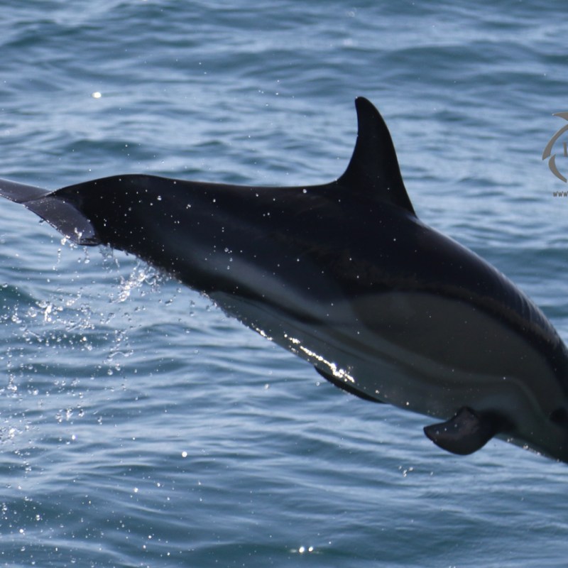 an animal swimming in the water