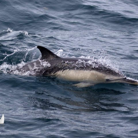 Common dolphin