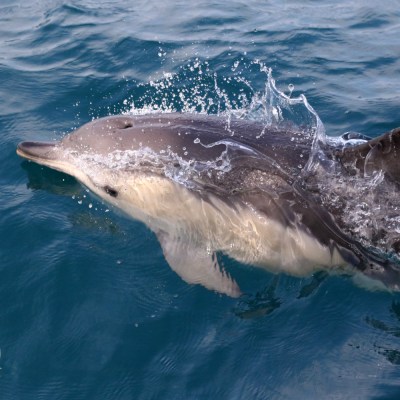 Common dolphin