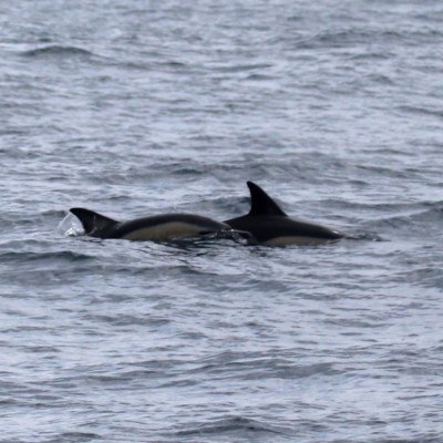 Common dolphins