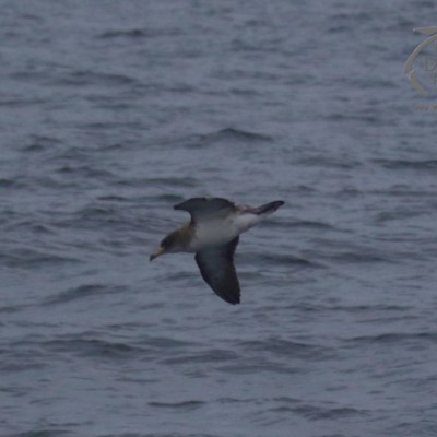 Cory's shearwater