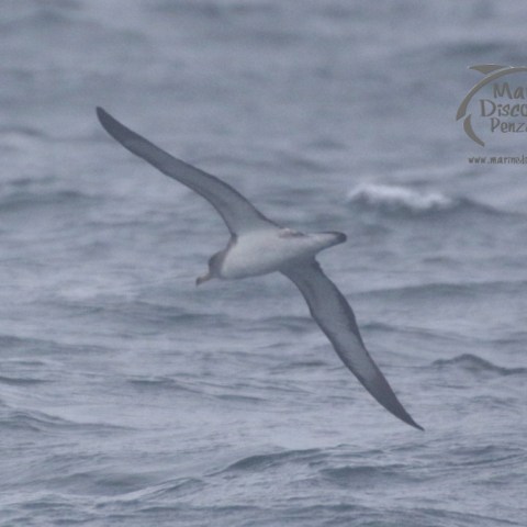 Cory's shearwater