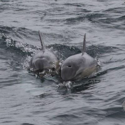 common dolphins