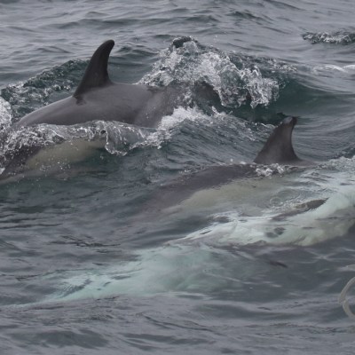 common dolphins