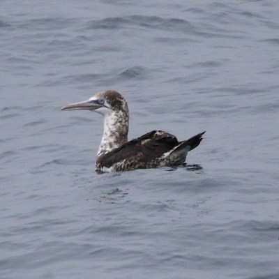 juvenile gannet
